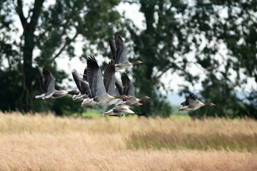 Gęgawa, gęś gęgawa (Anser anser) © Robert