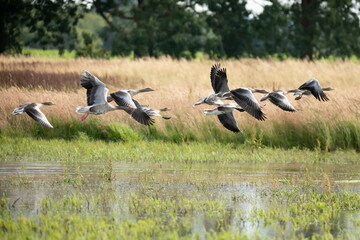 Gęgawa, gęś gęgawa (Anser anser) © Robert