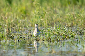 Łęczak, brodziec leśny, trawnik (Tringa glareola)