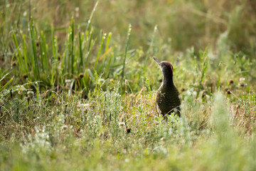 Green woodpecker (Picus viridis)