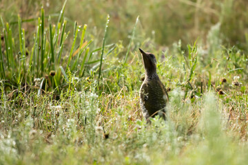 Green woodpecker (Picus viridis)