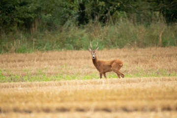 Sarna (Capreolus) © Robert