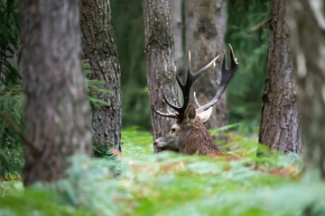 Jeleń szlachetny (Cervus elaphus)  © Robert