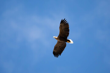 Dzięcioł czarny (Dryocopus martius)