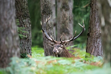 Jeleń szlachetny (Cervus elaphus)

