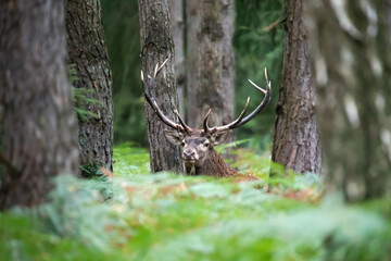 Jeleń szlachetny (Cervus elaphus)  © Robert