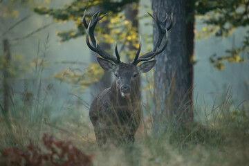 Jeleń szlachetny (Cervus elaphus)  © Robert