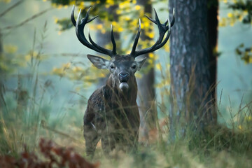 Jeleń szlachetny (Cervus elaphus)  © Robert