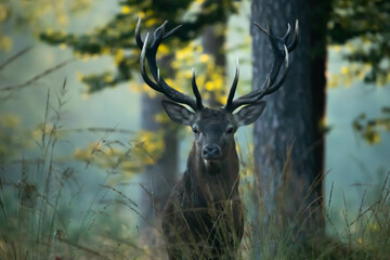 Jeleń szlachetny (Cervus elaphus)  © Robert