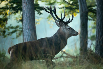 Jeleń szlachetny (Cervus elaphus)  © Robert