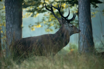 Jeleń szlachetny (Cervus elaphus)  © Robert