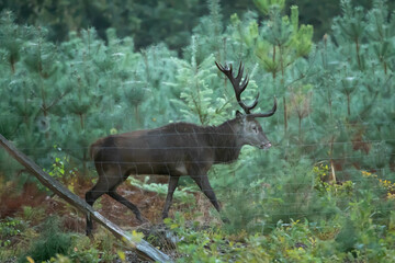 Jeleń szlachetny (Cervus elaphus)  © Robert
