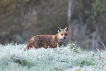Żołna, żołna pospolita, żołna pszczołojad (Merops apiaster)