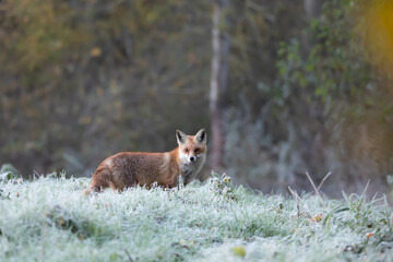 Lis rudy , lis pospolity (Vulpes vulpes)