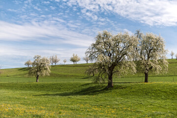 blühende Obstbäume an einem Hügel der Bodenseeregion
