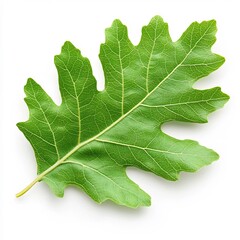 Fototapeta premium Detailed Macro Shot of a Lush Green Oak Leaf in Natural Environment