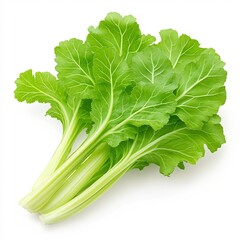 Macro Mizuna Japanese Mustard Leaves on White Background