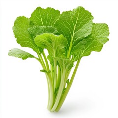 Macro Shot of Vibrant Baby Komatsuna Mustard Leaves on White Background