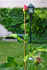 ROSA SILVESTRE BOT&Oacute;N DE ROSA ROSADA PADRO JARD&Iacute;N GARDEN