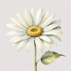 Fototapeta premium Beautiful White Daisy Flower Watercolor Painting Botanical Illustration Floral Design Nature Art