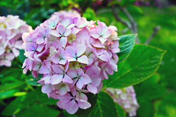 HORTENCIAS ROSADAS EN EL JARDÍN VERDE
