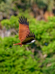 Brahminy kite 