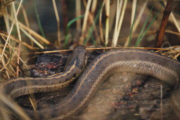Grand Teton National Park garter snake chilling on a rock