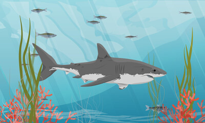 Great white shark and schools of fish swim past seaweed and corals. Realistic vector landscape