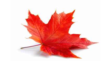 Maple Leaf Autumn Isolated on White Background - A Captivating Symbol of the Season's Beauty. The Vibrant Maple Leaf, with Its Intricate Veins and Rich Autumn Colors, Standing Alone Against the Purity