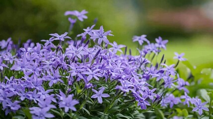 Obraz premium close-up shot of creeping phlox with green environment