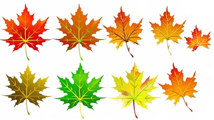 Fototapeta premium Maple Leaf Autumn Isolated on White Background - A Captivating Symbol of the Season's Beauty. The Vibrant Maple Leaf, with Its Intricate Veins and Rich Autumn Colors, Standing Alone Against the Purity