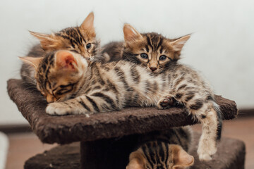 Three young cute bengal kittens laying on a soft cat's shelf of a cat's house indoors.