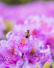A bee collecting nectar on vibrant pink rhododendron blooms, surrounded by lush greenery. Perfect for themes of pollinators, nature, gardening, and seasonal floral beauty.