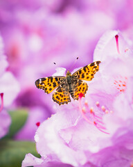 A vibrant butterfly rests on blooming pink rhododendrons, surrounded by lush greenery. Perfect for themes of nature, gardening, pollinators, and colorful outdoor floral beauty.