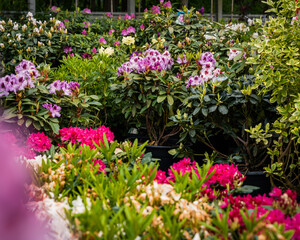 A vibrant garden filled with blooming rhododendrons, pink and purple flowers, and lush greenery. Perfect for themes of gardening, landscaping, and nature, highlighting seasonal and floral beauty.