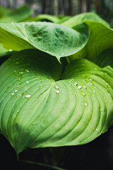 Obraz premium Close-up of vibrant green hosta leaves with water droplets, showcasing natural texture and freshness. Perfect for themes of gardening, nature, foliage, and plant care in outdoor settings.