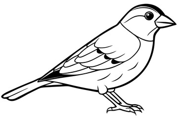 Bird, vector, animal, illustration