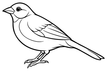 Fototapeta premium Bird, vector, animal, illustration