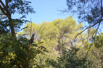Naturaleza en los Pirineos