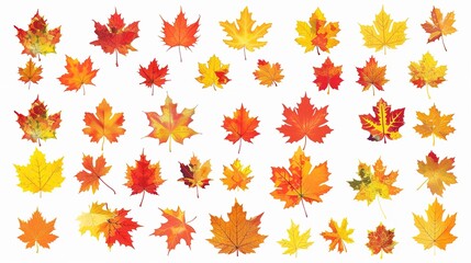 Fototapeta premium Maple Leaf Autumn Isolated on White Background - A Captivating Symbol of the Season's Beauty. The Vibrant Maple Leaf, with Its Intricate Veins and Rich Autumn Colors, Standing Alone Against the Purity