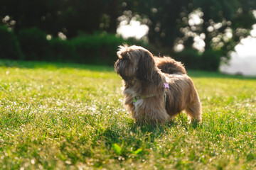 Fototapeta premium Small brown Shih tzu dog stands on green grass under sunlight in a park during late afternoon