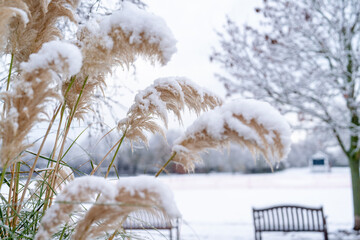 Snow-covered grasses stand out in a tranquil winter landscape near a park bench