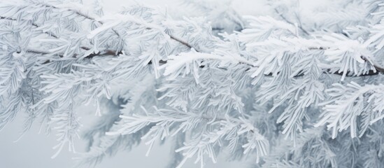 Snow-covered coniferous branches in a serene winter landscape showcasing the beauty of frost and cold weather conditions.