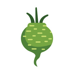 This vector illustration shows a green beetroot growing with leaves on top