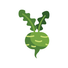 This vector illustration features a green kohlrabi vegetable growing, with large leaves