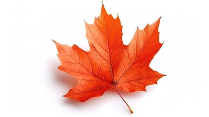 Obraz premium Maple Leaf Autumn Isolated on White Background - A Captivating Symbol of the Season's Beauty. The Vibrant Maple Leaf, with Its Intricate Veins and Rich Autumn Colors, Standing Alone Against the Purity