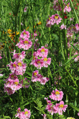 A patch of Butterfly Flower blooms, Derbyshire England
