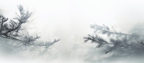 Gray shadows of fir tree branches creating a soft blurred overlay effect on a white wall background for artistic decor or nature themes