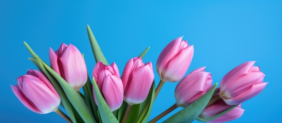 Obraz premium Pink tulips arranged elegantly against a bright blue background showcasing vibrant colors and delicate textures for floral design concepts