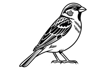 Detailed of sparrow bird black and white silhouette vector illustration